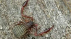 False corponons: popis a spôsoby